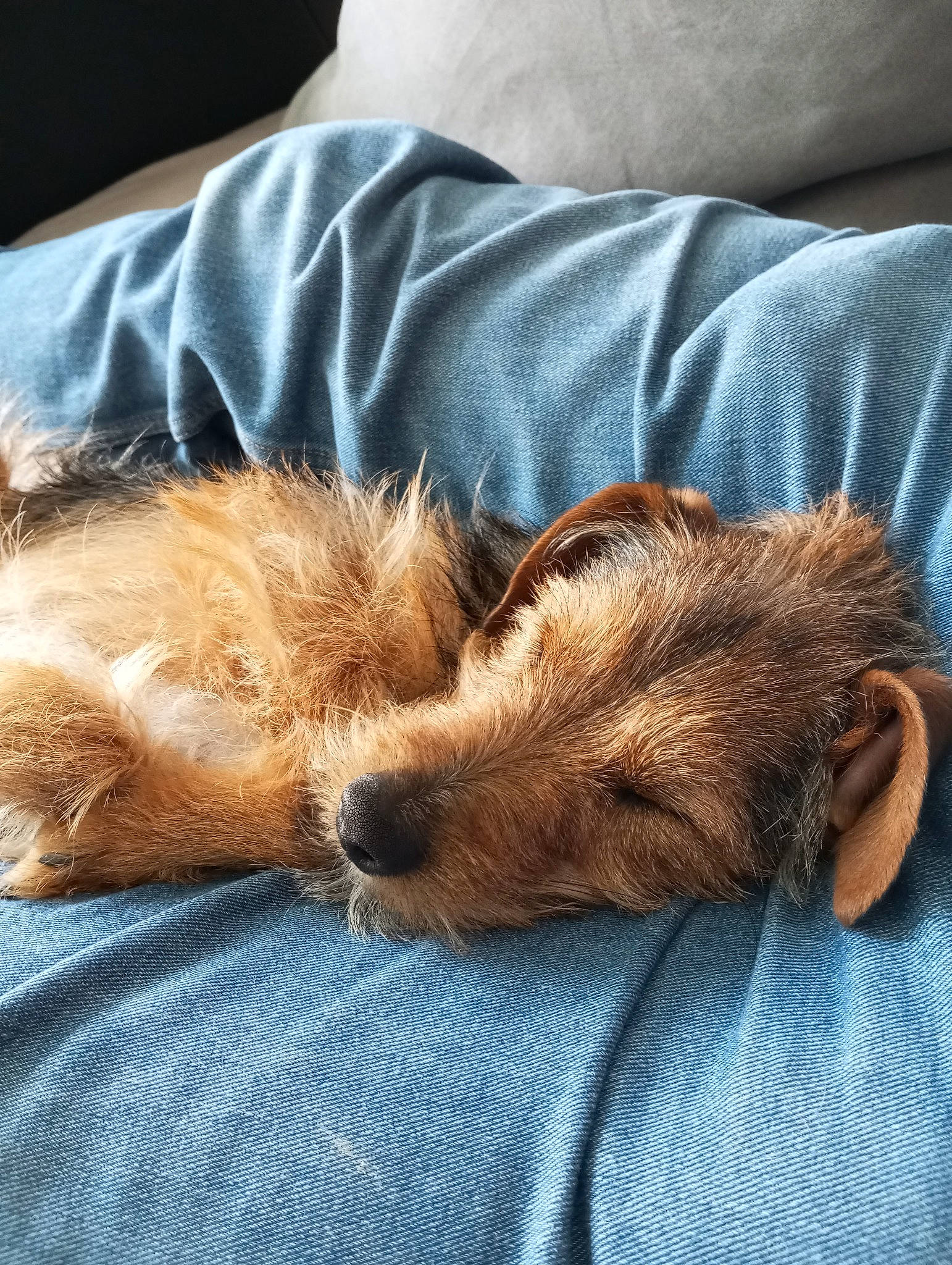 Lucky a rejoint le concours — aidez-le/la à gagner de superbes lots ! canidae, carnivore, claw, comfort, companion_dog, dog, dog_breed, ear, fawn, felidae, fur, human_leg, lap, liver, paw, small_to_medium_sized_cats, snout, sporting_group, whiskers, wood