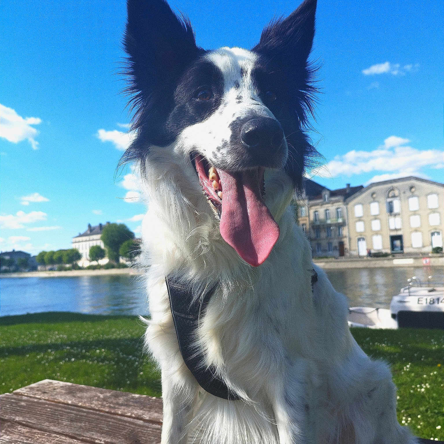 Snow a rejoint le concours — aidez-le/la à gagner de superbes lots ! animal, boat, canine, car, collie, dog, face, grass, nature, outdoors, pet, pier, plant, port, puppy, sky, transportation, vehicle, water, waterfront