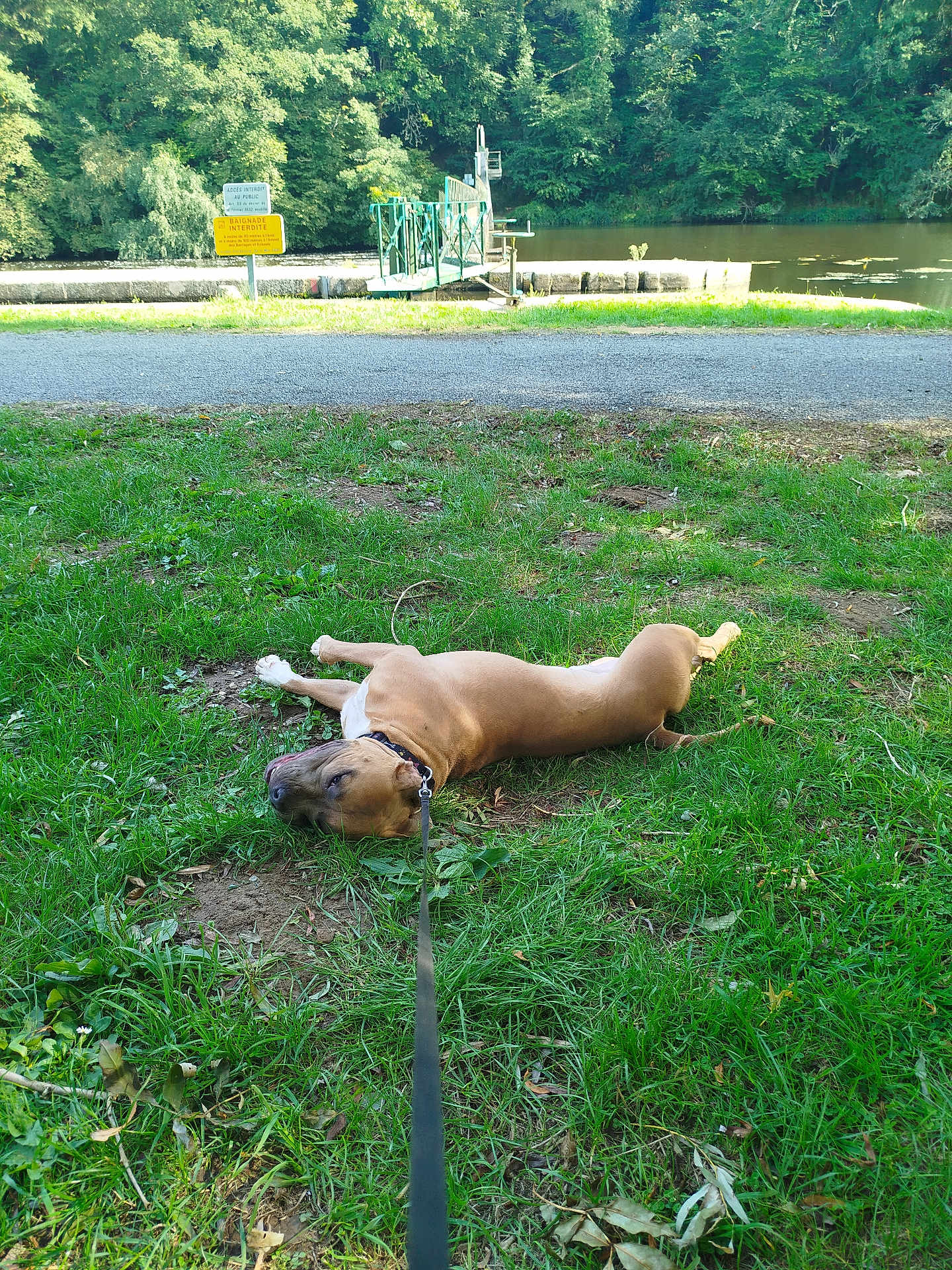 Dexter participe au concours pour gagner de l'argent avec cette photo : dog, grass, leash, river, dock, trees, outdoor, nature, water, canine, pet, resting, greenery, summer, sunlight, path, relaxation, animal, park, daytime