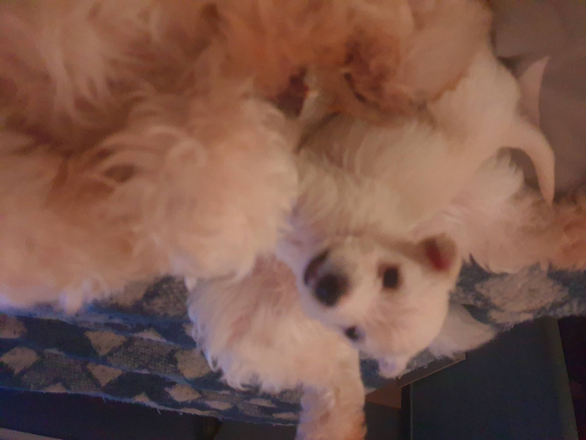 Prince participe au concours pour gagner de l'argent avec cette photo : bichon, bolognese, bolonka, canidae, carnivore, companion_dog, dog, dog_breed, havanese, maltepoo, maltese, mammal, morkie, non_sporting_group, puppy, puppy_love, schnoodle, snout, toy_dog, west_highland_white_terrier