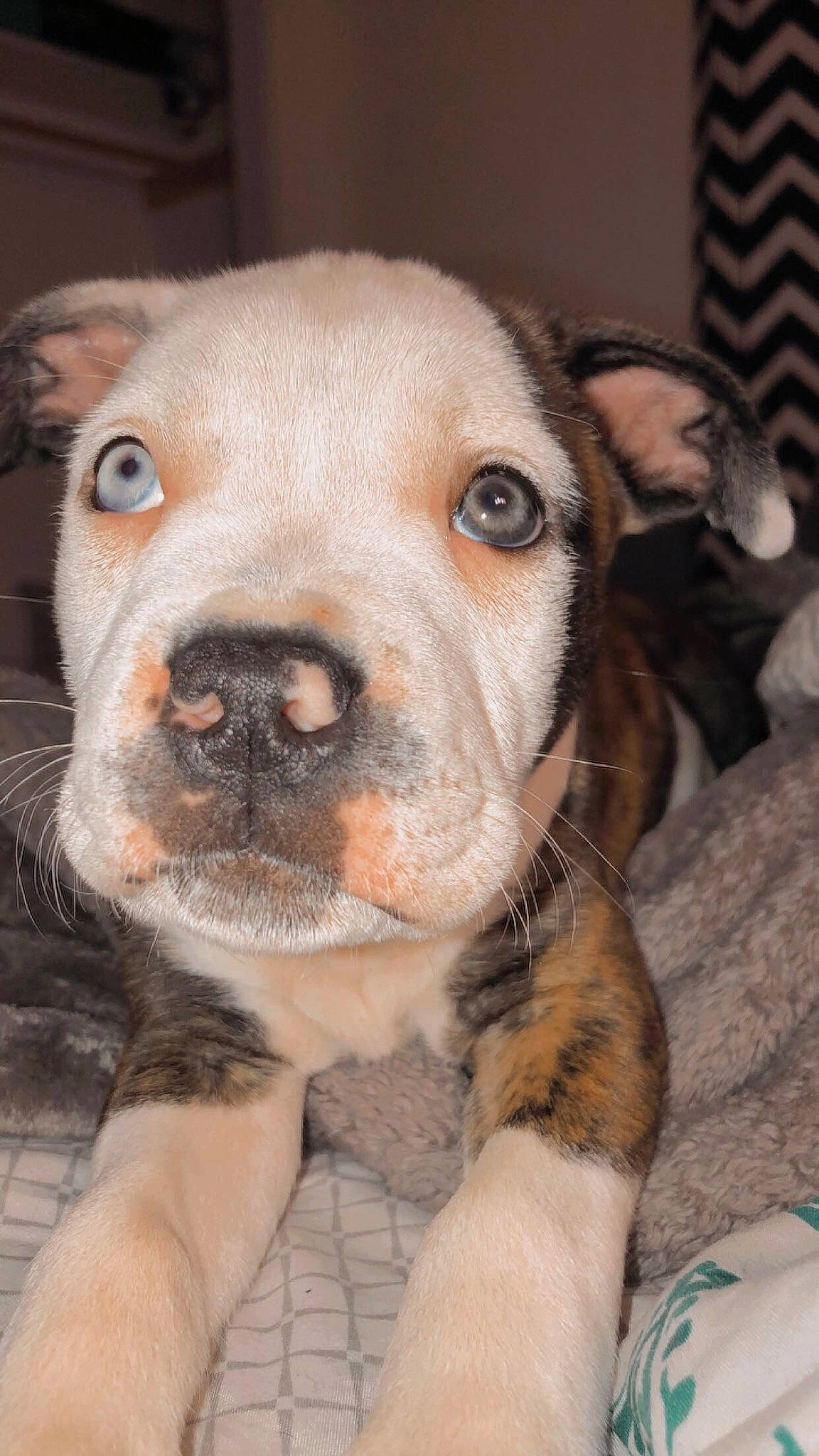 Baylor is registered to the contest to win money with this photo: carnivore, collar, companion_dog, dog, dog_breed, dog_collar, ear, fawn, fur, guard_dog, leash, paw, pet_supply, puppy, snout, sporting_group, street_dog, toy_dog, whiskers, working_animal