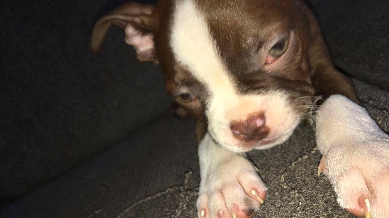 Groot joined the competition — help win amazing prizes! american_pit_bull_terrier, boston_terrier, canidae, carnivore, dog, dog_breed, mammal, non_sporting_group, nose, pit_bull, puppy, snout, sporting_group, vertebrate