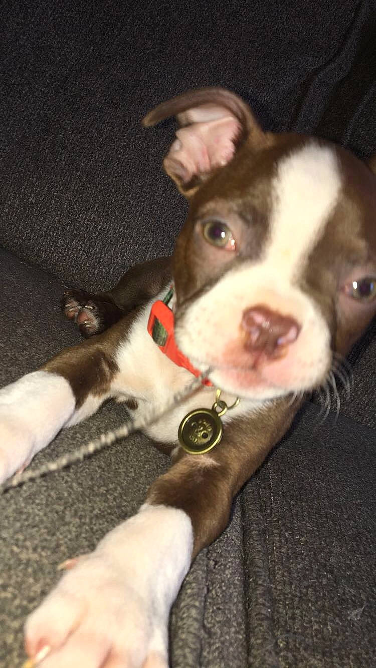 Groot joined the competition — help win amazing prizes! american_pit_bull_terrier, american_staffordshire_terrier, boston_terrier, canidae, carnivore, companion_dog, dog, dog_breed, ear, fawn, mammal, non_sporting_group, nose, pit_bull, puppy, rare_breed_dog, snout, vertebrate