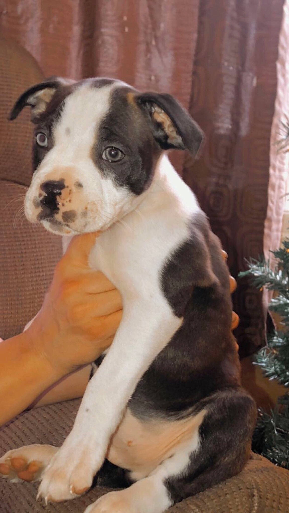 Abbiot joined the competition — help win amazing prizes! bored, boston_terrier, canidae, carnivore, collar, companion_dog, curtain, dog, dog_breed, fawn, fur, non_sporting_group, snout, sporting_group, terrestrial_animal, whiskers, working_animal, working_dog