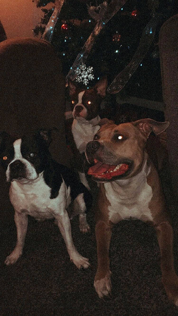 Circe joined the competition — help win amazing prizes! boston_terrier, canidae, carnivore, collar, companion_dog, darkness, dog, dog_breed, dog_collar, event, fawn, fur, mammal, snout, sporting_group, tail, toy_dog, vertebrate, whiskers, working_animal