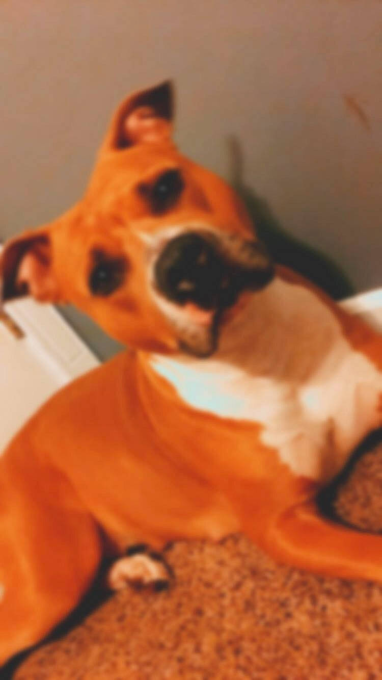 Circe joined the competition — help win amazing prizes! basenji, boxer, canidae, carnivore, companion_dog, dog, dog_breed, ear, fawn, mammal, non_sporting_group, nose, puppy, snout, vertebrate, whiskers