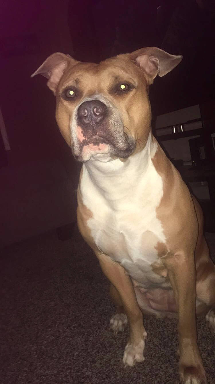 Circe is registered to the contest to win money with this photo: american_bulldog, american_pit_bull_terrier, american_staffordshire_terrier, ancient_dog_breeds, bull_and_terrier, bully_kutta, canidae, carnivore, dog, dog_breed, fawn, mammal, non_sporting_group, nose, pit_bull, rare_breed_dog, snout, staffordshire_bull_terrier, valley_bulldog, vertebrate