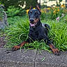 doberman, dog, pet, animal, outdoor, garden, greenery, flowers, leaf, plant, nature, happy, tongue_out, canine, collar, portrait, sitting, daylight, fence, background_blur
