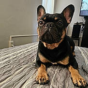 Hunter is registered to the contest to win money with this photo: dog, french_bulldog, pet, bed, indoor, animal, canine, resting, fur, ears, paws, face, black_and_tan, looking, curious, home, blanket, window, television, furniture