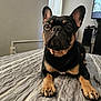 dog, french_bulldog, pet, bed, indoor, animal, canine, resting, fur, ears, paws, face, black_and_tan, looking, curious, home, blanket, window, television, furniture