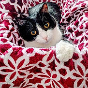 Ace joined the competition — help win amazing prizes! cat, black_and_white_cat, blanket, red_blanket, patterned_blanket, cozy, pet, feline, paw, fur, indoor, close_up, cute, curious, resting, soft_texture, animal, warm, comfort, domestic_animal