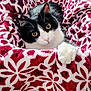 cat, black_and_white_cat, blanket, red_blanket, patterned_blanket, cozy, pet, feline, paw, fur, indoor, close_up, cute, curious, resting, soft_texture, animal, warm, comfort, domestic_animal