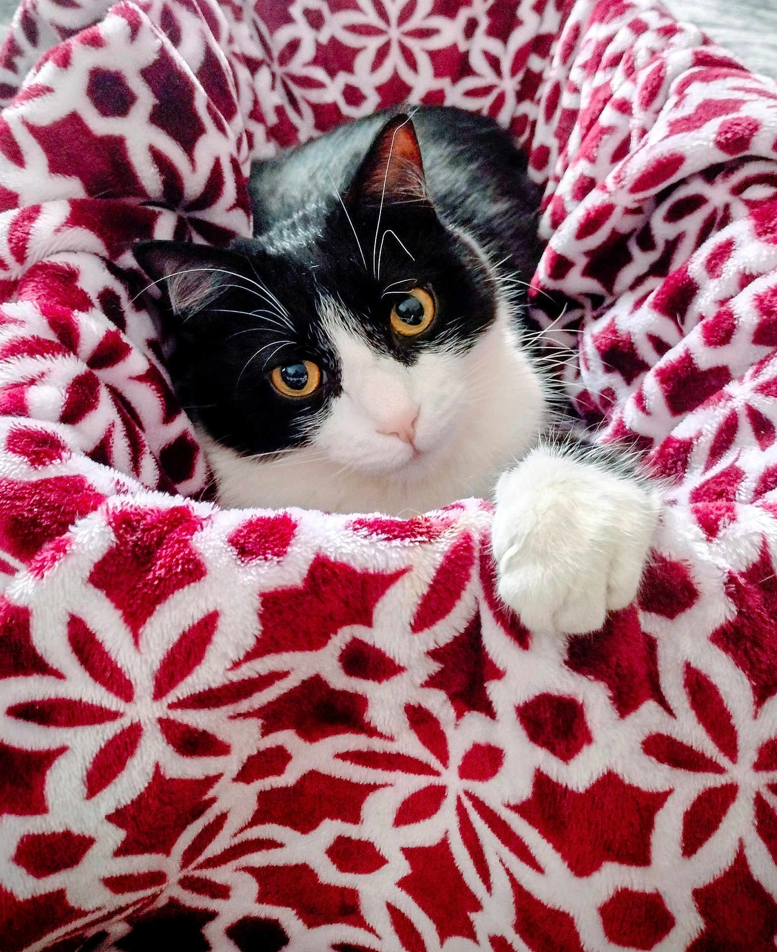 Ace joined the competition — help win amazing prizes! cat, black_and_white_cat, blanket, red_blanket, patterned_blanket, cozy, pet, feline, paw, fur, indoor, close_up, cute, curious, resting, soft_texture, animal, warm, comfort, domestic_animal