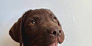 Alro participe au concours pour gagner de l'argent avec cette photo : animal, brown_fur, canine, chocolate, closeup, cute, dog, domestic_animal, friendly, happy, indoor, labrador, looking_up, mammal, pet, playful, portrait, smiling, tongue_out, young_dog