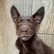 Alro participe au concours pour gagner de l'argent avec cette photo : puppy, dog, brown_fur, ears, pet, cute, close_up, indoor, floor, texture, animal, canine, portrait, young_dog, collar, fur, looking_at_camera, laying_down, wooden_floor, adorable