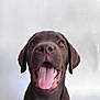 Alro a rejoint le concours — aidez-le/la à gagner de superbes lots ! animal, canine, chocolate, closeup, cute, dog, ears, friendly, fur, happy, indoor, labrador, looking_at_camera, mammal, pet, portrait, puppy, smiling, tongue_out, young