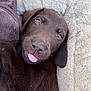 Alro participe au concours pour gagner de l'argent avec cette photo : puppy, dog, chocolate_labrador, tongue, cute, pet, animal, fur, lying_down, blanket, cozy, closeup, adorable, playful, young, canine, brown, sleepy, snout, ears