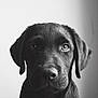 Alro a rejoint le concours — aidez-le/la à gagner de superbes lots ! adorable, animal, black_and_white, canine, close_up, cute, dog, ears, expression, fur, indoor, looking, monochrome, pet, portrait, puppy, snout, soft_light, whiskers, young
