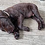 Alro participe au concours pour gagner de l'argent avec cette photo : puppy, dog, sleeping, tongue_out, brown_fur, collar, pet, floor, cute, animal, young, resting, canine, indoor, adorable, peaceful, fur, paws, closeup, laying_down