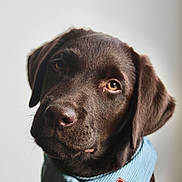 Alro a rejoint le concours — aidez-le/la à gagner de superbes lots ! adorable, animal, bandana, brown, chocolate, closeup, cute, dog, ears, expression, fur, indoor, labrador, looking, pet, portrait, puppy, snout, whiskers, young