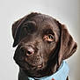 adorable, animal, bandana, brown, chocolate, closeup, cute, dog, ears, expression, fur, indoor, labrador, looking, pet, portrait, puppy, snout, whiskers, young
