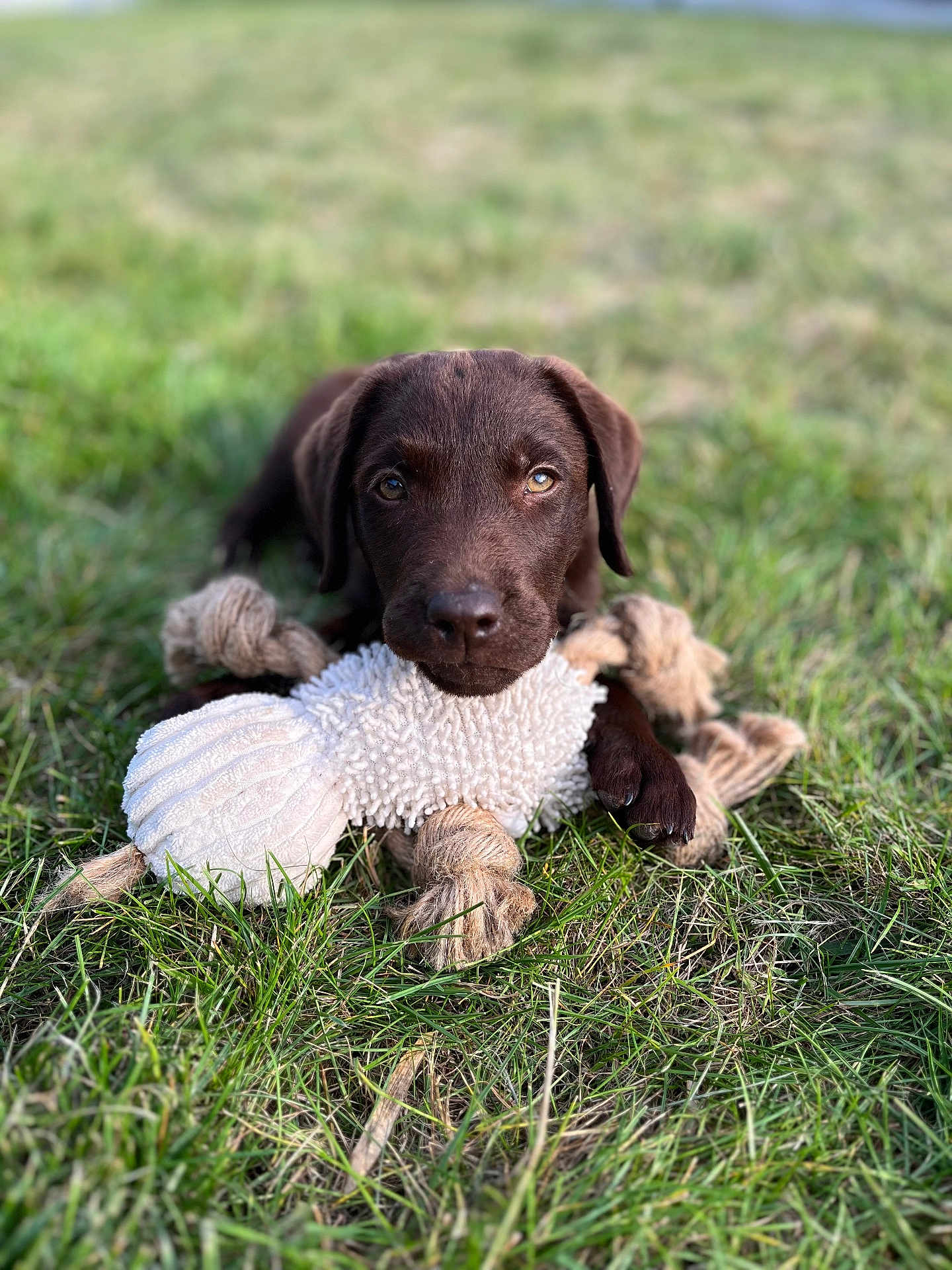 Alro a rejoint le concours — aidez-le/la à gagner de superbes lots ! dog, puppy, chocolate_labrador, grass, toy, rope_toy, animal, pet, outdoor, young_dog, cute, lying_down, playful, fur, canine, nature, greenery, muzzle, ears, eyes