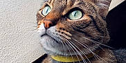 Leo a rejoint le concours — aidez-le/la à gagner de superbes lots ! animal, cat, close_up, curious, cute, domestic_cat, face, feline, fur, green_eyes, indoor, looking_up, mammal, pet, portrait, soft_light, tabby, texture, whiskers, yellow_collar