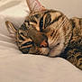 Leo participe au concours pour gagner de l'argent avec cette photo : animal, bed, cat, close_up, comfort, cozy, cute, ears, face, fur, indoor, lying_down, mammal, pet, relaxed, resting, sleepy, soft, tabby, whiskers