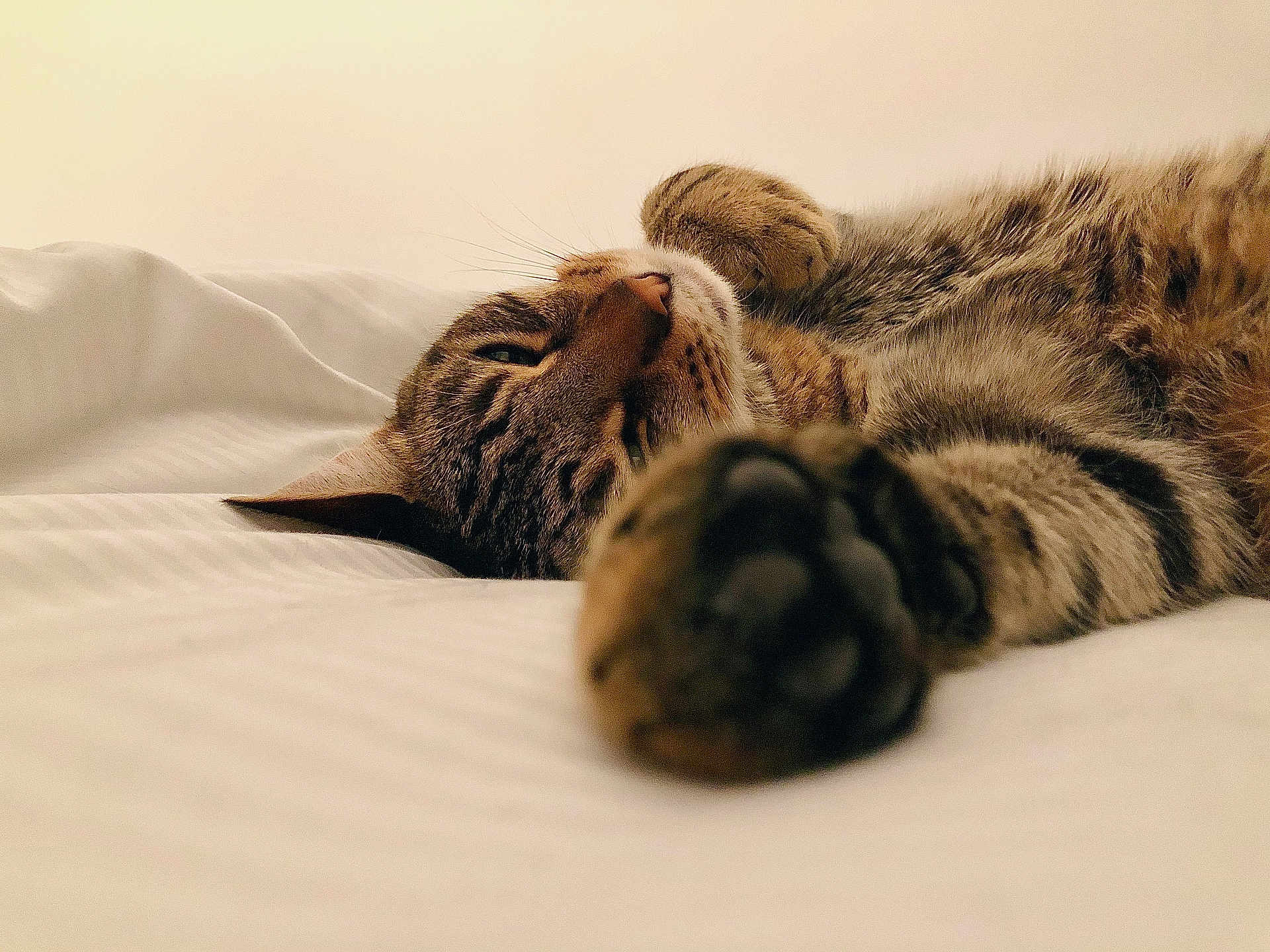 Leo