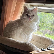 Fay joined the competition — help win amazing prizes! animal, bed, cat, cozy, curtain, cute, daylight, ears, fluffy, furniture, greenery, home, indoor, looking, pet, portrait, resting, whiskers, white_cat, window
