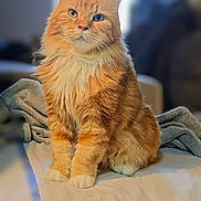 Abricot a rejoint le concours — aidez-le/la à gagner de superbes lots ! cat, orange_tabby, fluffy, sitting, indoor, pet, feline, whiskers, curious, soft, blanket, cozy, portrait, fur, animal, domestic, cute, alert, table, relaxed