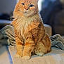 cat, orange_tabby, fluffy, sitting, indoor, pet, feline, whiskers, curious, soft, blanket, cozy, portrait, fur, animal, domestic, cute, alert, table, relaxed