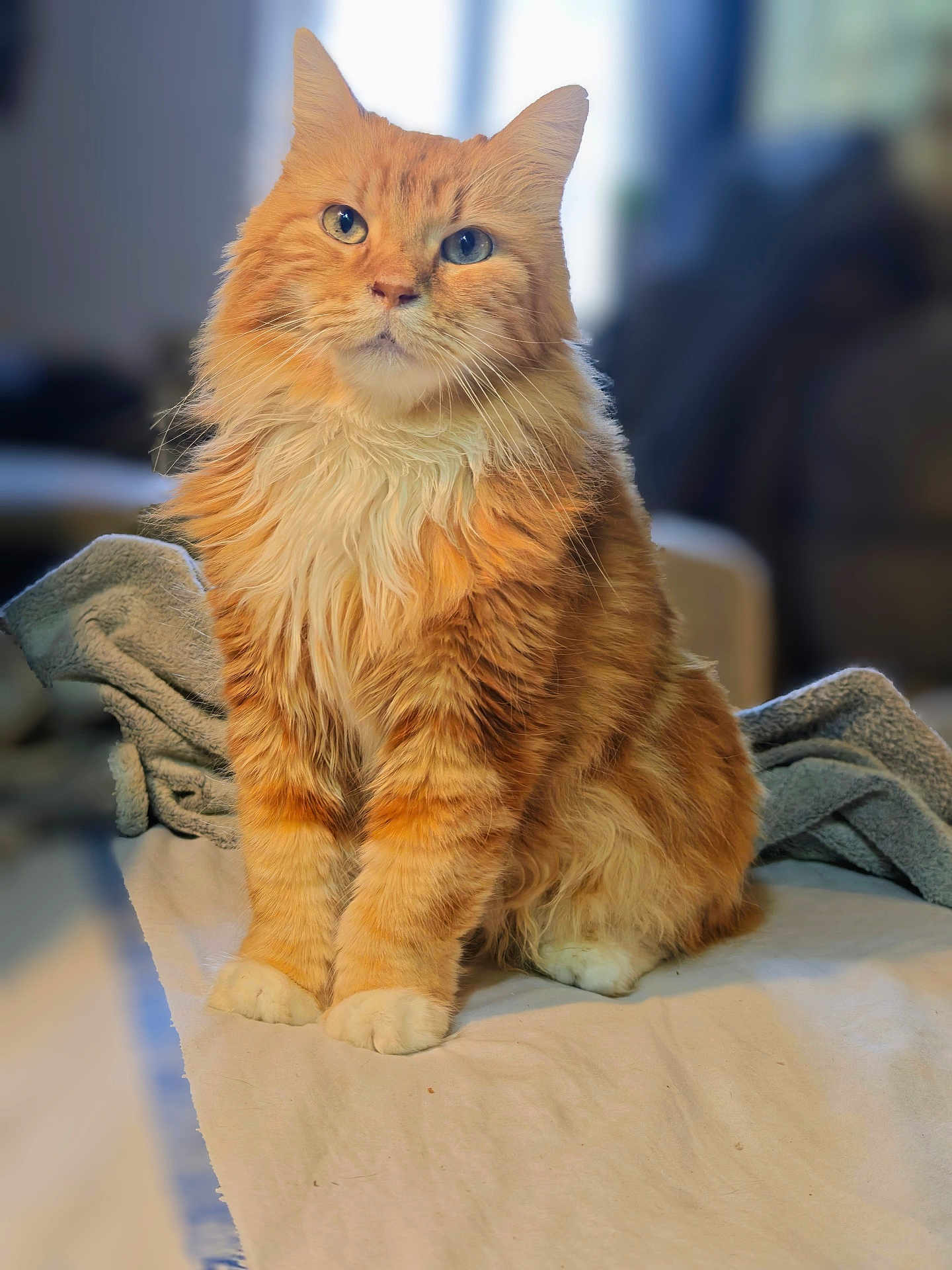Abricot a rejoint le concours — aidez-le/la à gagner de superbes lots ! cat, orange_tabby, fluffy, sitting, indoor, pet, feline, whiskers, curious, soft, blanket, cozy, portrait, fur, animal, domestic, cute, alert, table, relaxed