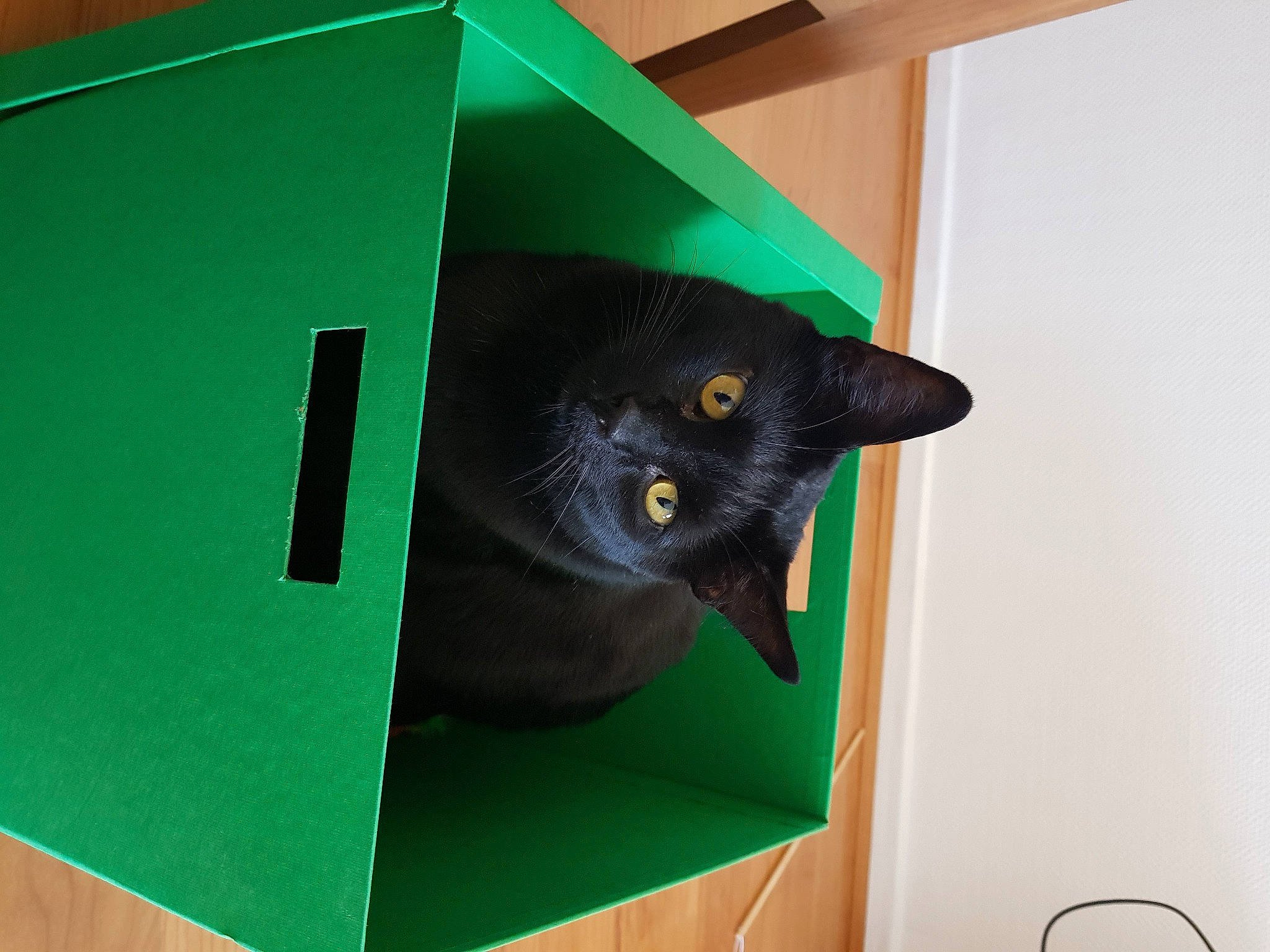 Youri participe au concours pour gagner de l'argent avec cette photo : black_cat, box, cardboard, carnivore, carton, cat, domestic_short_haired_cat, felidae, mammal, office_supplies, packaging_and_labeling, paper, paper_product, rectangle, room, small_to_medium_sized_cats, snout, tail, vertebrate, whiskers
