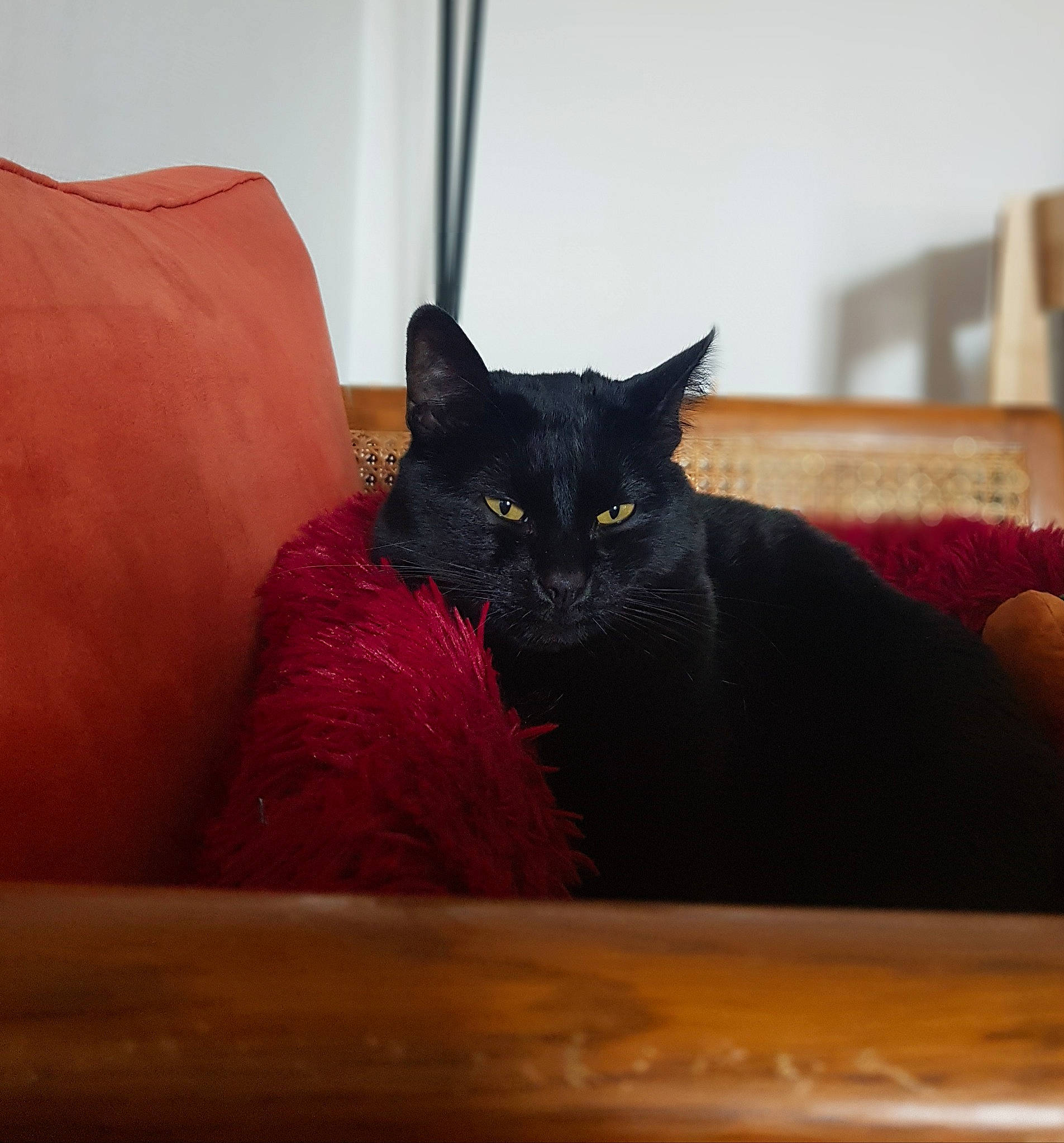 Youri a rejoint le concours — aidez-le/la à gagner de superbes lots ! black_cat, bombay, carnivore, cat, comfort, couch, domestic_short_haired_cat, felidae, fur, grey, hardwood, room, sitting, small_to_medium_sized_cats, snout, tail, tints_and_shades, whiskers, window, wood
