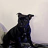 dog, black_dog, pet, animal, indoor, blanket, furniture, wall, sitting, cute, canine, companion, domestic_animal, fur, ears, face, resting, cozy, looking_away, portrait