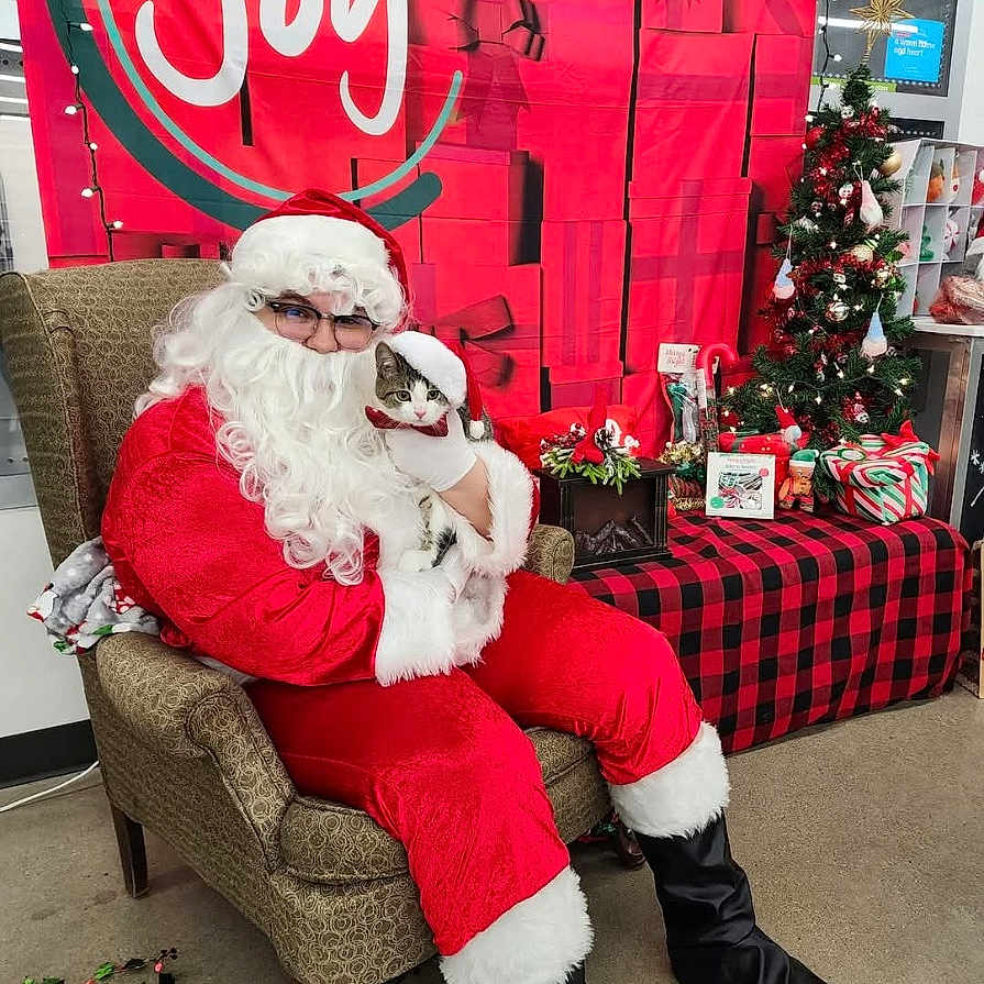 Sabatini is registered to the contest to win money with this photo: armchair, beard, black_boots, cat, celebration, christmas_tree, costume, festive, floor, gift_boxes, glasses, hat, holiday_decor, indoor, lights, person, plaid, red, santa_claus, white