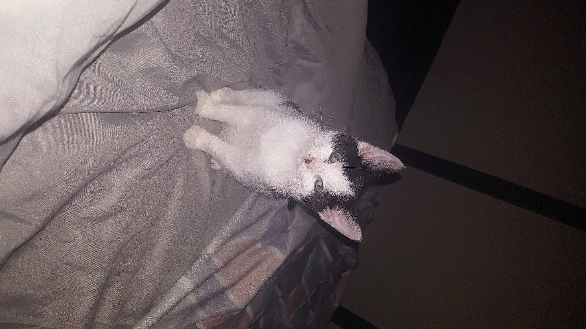 Connie is registered to the contest to win money with this photo: carnivore, cat, ear, felidae, kitten, small_to_medium_sized_cats, tail, turkish_van, whiskers