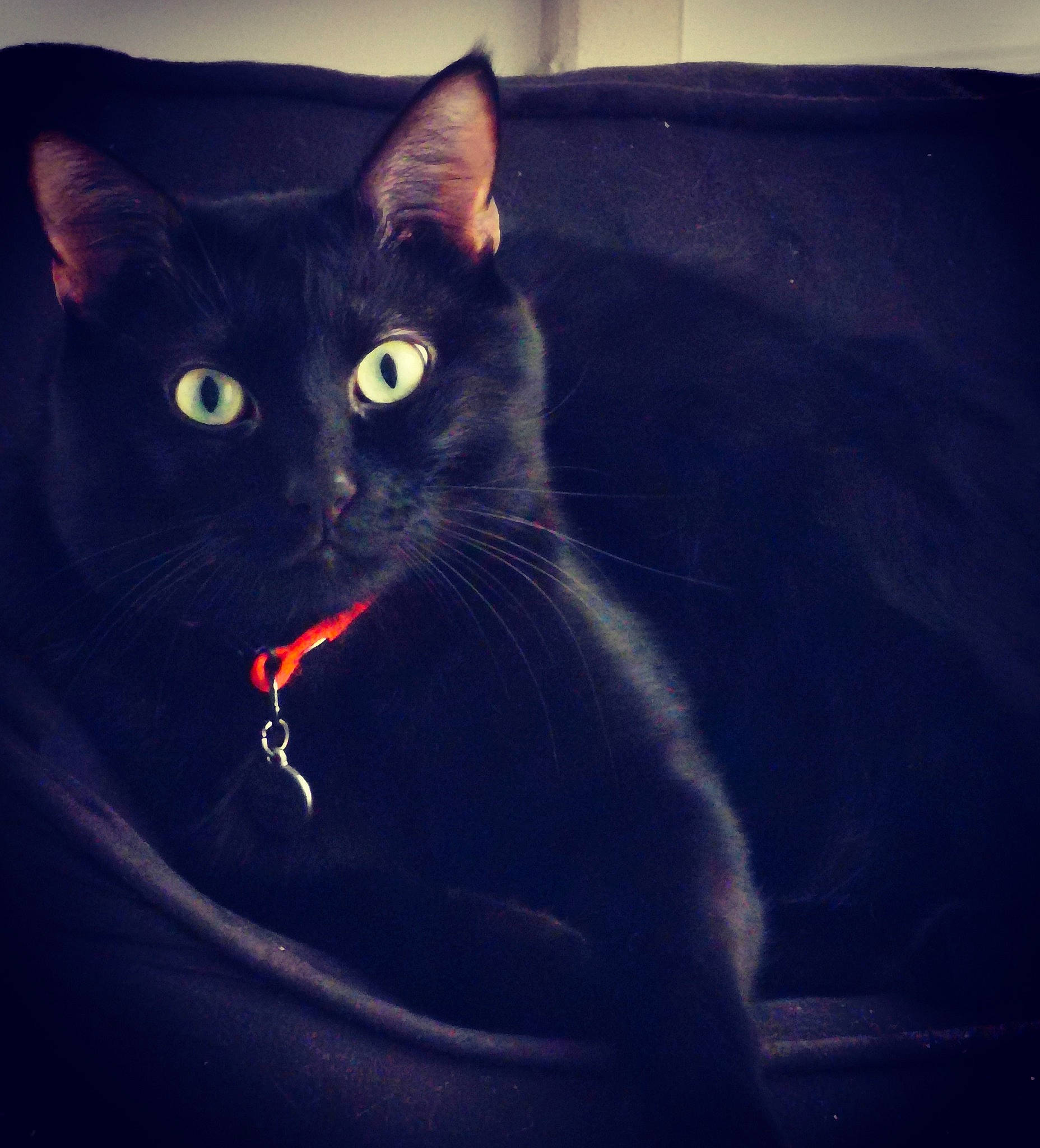 Niobé a rejoint le concours — aidez-le/la à gagner de superbes lots ! black, black_cat, bombay, carnivore, cat, darkness, domestic_short_haired_cat, ear, eye, felidae, kitten, night, sky, small_to_medium_sized_cats, snout, tail, whiskers