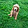 Athos