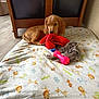 puppy, dog, toy, blanket, animal_pattern, red_toy, pink_toy, indoor, floor, wooden_furniture, pet, cute, playful, lying_down, cozy, brown_dog, fabric, chew_toy, young_dog, domestic_animal