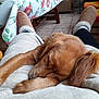 Athos participe au concours pour gagner de l'argent avec cette photo : dog, sleeping, lap, slippers, person, indoors, tile_floor, table, tablecloth, floral_pattern, furniture, cozy, resting, brown_fur, paw, relaxation, casual_clothing, home, comfort, pet