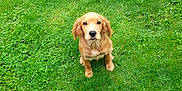 Athos a rejoint le concours — aidez-le/la à gagner de superbes lots ! dog, golden_retriever, puppy, grass, greenery, outdoor, pet, animal, sitting, young, cute, fur, nature, adorable, canine, looking_up, mammal, domestic_animal, playful, companion