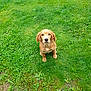 dog, golden_retriever, puppy, grass, greenery, outdoor, pet, animal, sitting, young, cute, fur, nature, adorable, canine, looking_up, mammal, domestic_animal, playful, companion