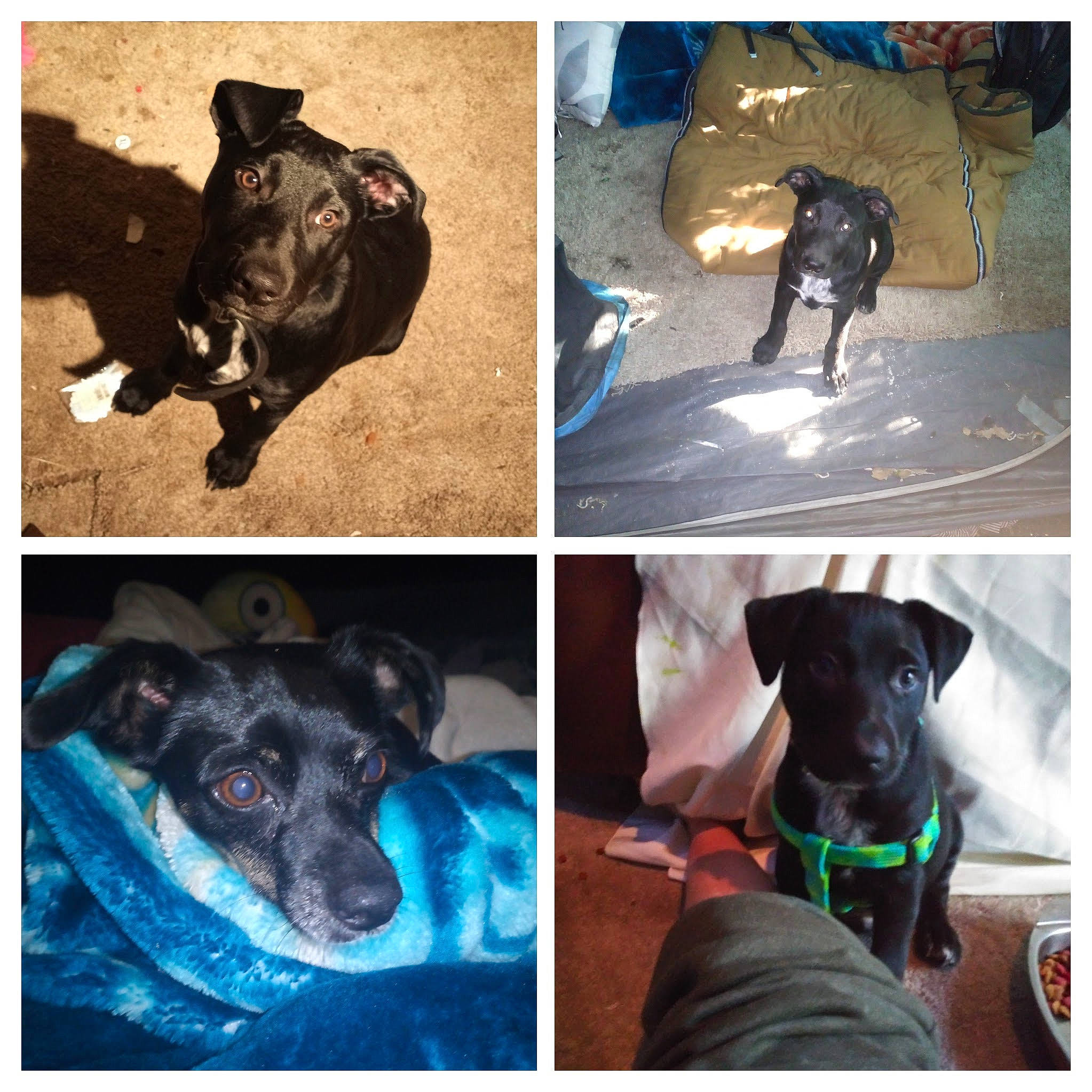 Natas is registered to the contest to win money with this photo: black, canidae, carnivore, collar, companion_dog, dog, dog_breed, dog_collar, ear, fawn, light, liver, pet_supply, photograph, snapshot, snout, sporting_group, vertebrate, whiskers, working_animal