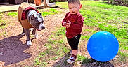 Vinny is registered to the contest to win money with this photo: backyard, blue_ball, clothing, daylight, dog, footwear, grass, house, jacket, nature, outdoor, pet, shirt, shorts, shrubbery, sunny, toddler, toy, tree, young_child
