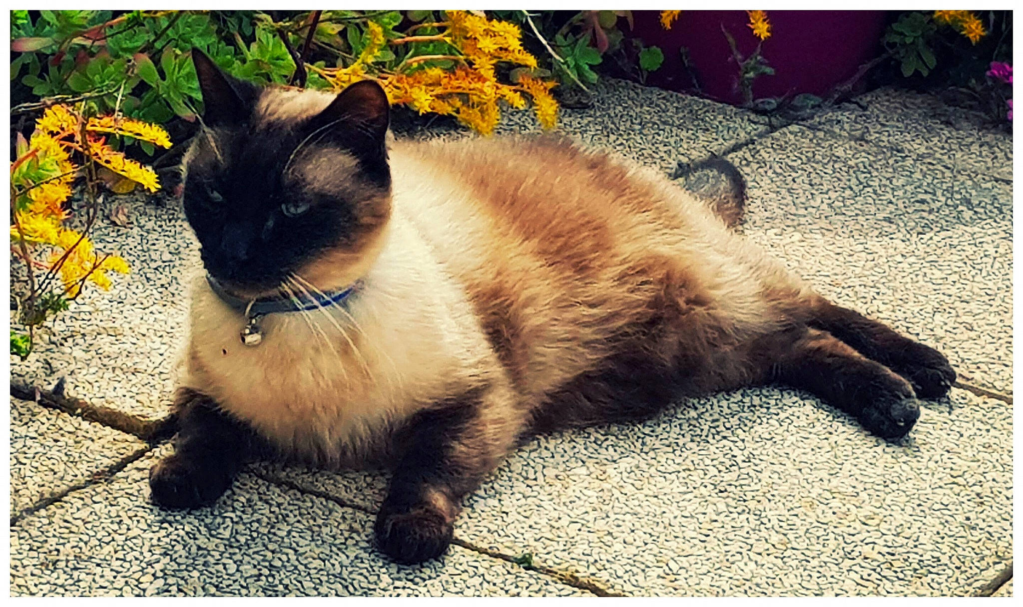 Daobel a rejoint le concours — aidez-le/la à gagner de superbes lots ! balinese, birman, carnivore, cat, eye, felidae, fur, himalayan, mammal, plant, ragdoll, siamese, sky, small_to_medium_sized_cats, snapshot, snowshoe, square, thai, tonkinese, whiskers