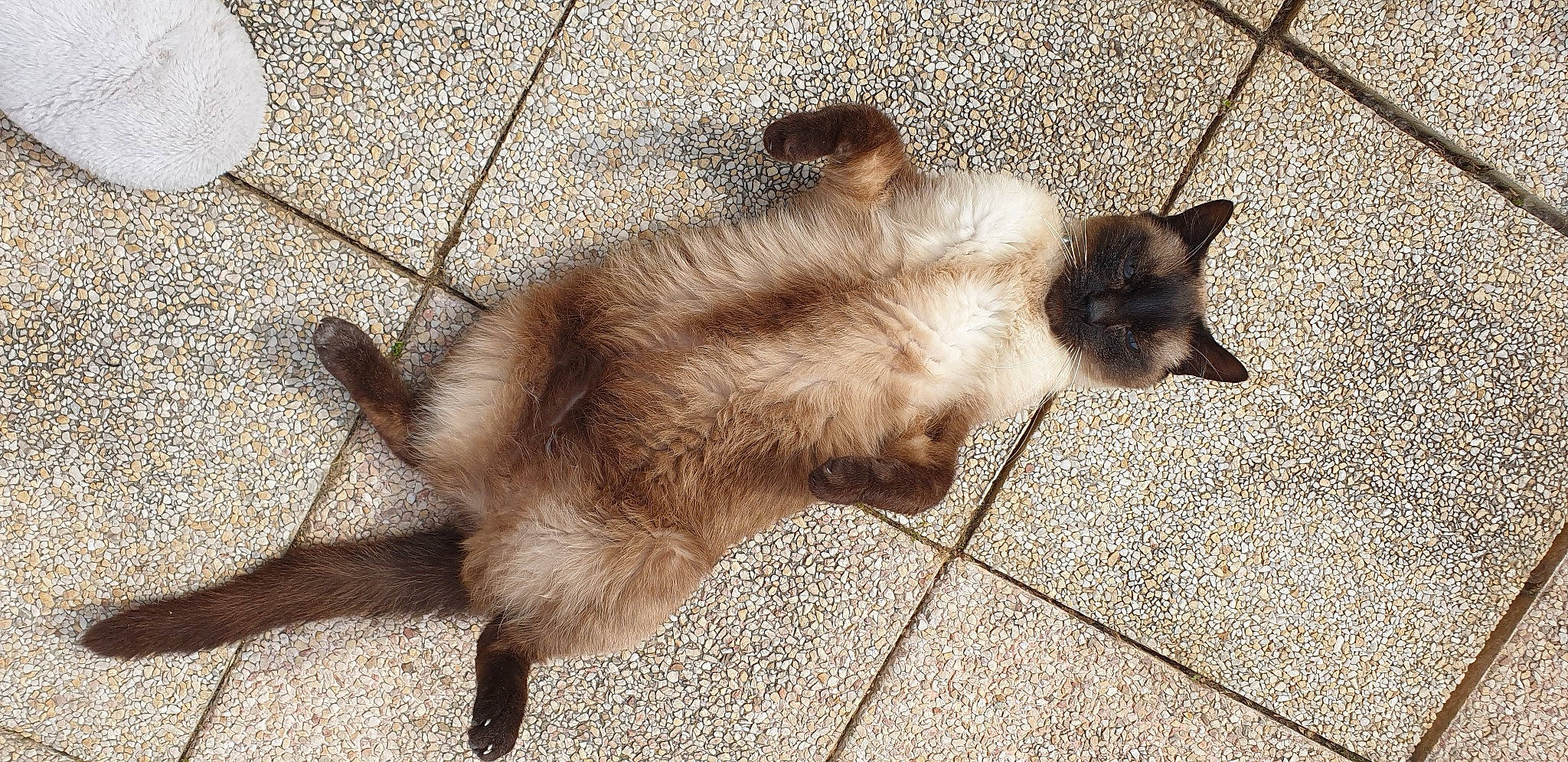 Daobel participe au concours pour gagner de l'argent avec cette photo : balinese, birman, carnivore, cat, fawn, felidae, floor, flooring, himalayan, kitten, mammal, ragdoll, siamese, small_to_medium_sized_cats, snowshoe, tail, thai, tonkinese, vertebrate, whiskers