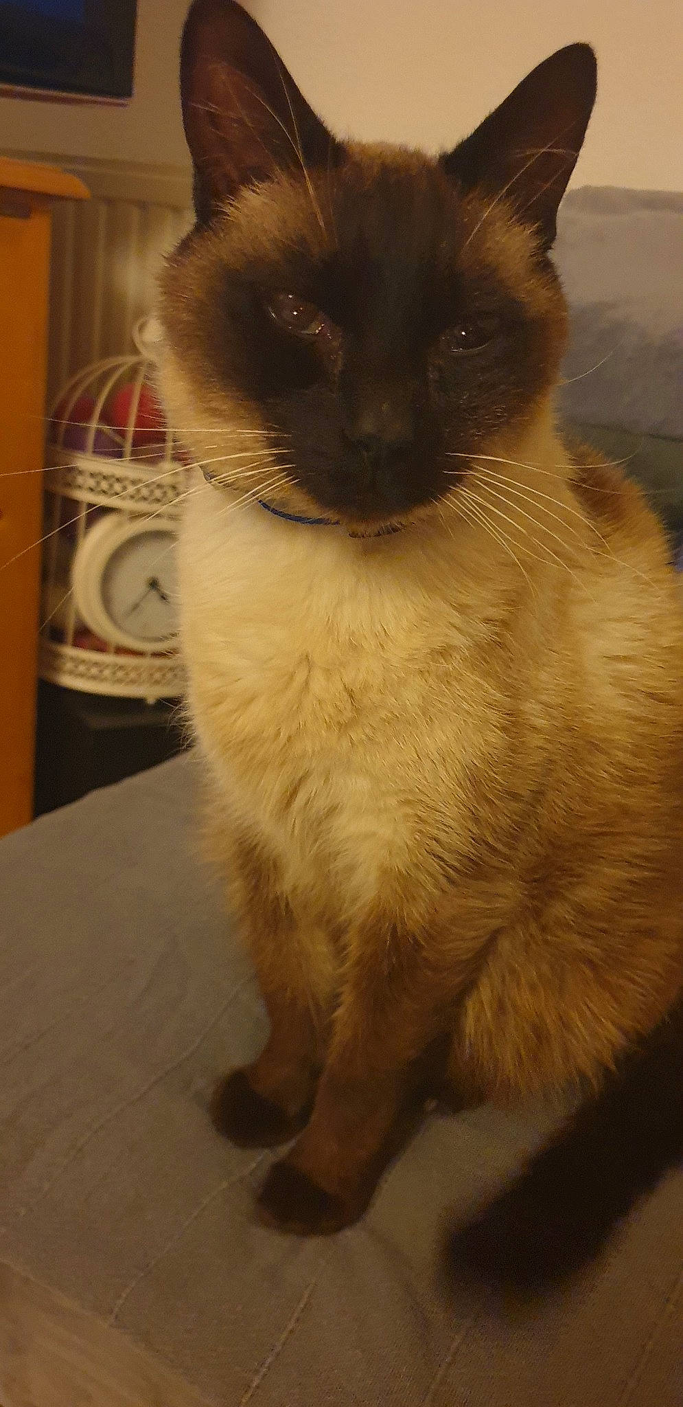 Daobel participe au concours pour gagner de l'argent avec cette photo : balinese, birman, burmese, carnivore, cat, domestic_long_haired_cat, fawn, felidae, himalayan, javanese, mammal, ragdoll, siamese, small_to_medium_sized_cats, snout, snowshoe, thai, tonkinese, vertebrate, whiskers