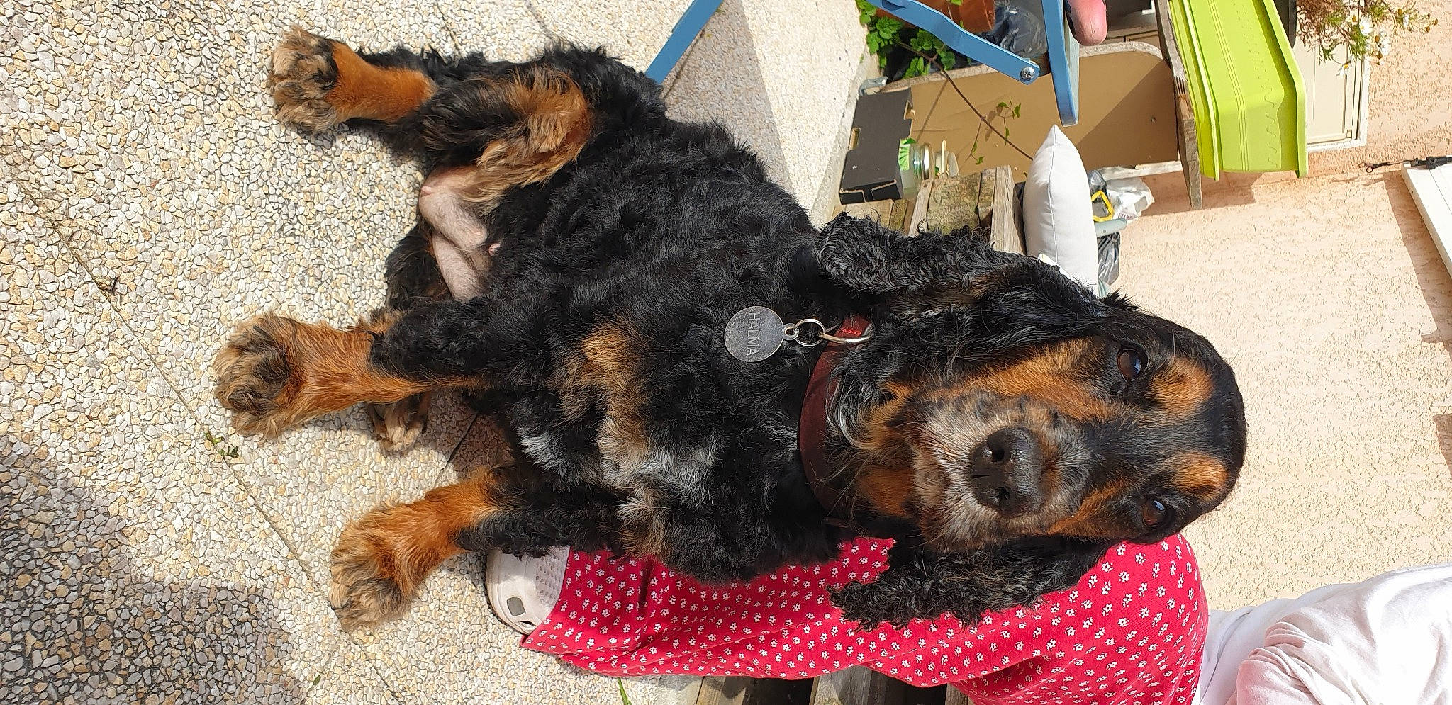 Halma participe au concours pour gagner de l'argent avec cette photo : airedale_terrier, canidae, carnivore, companion_dog, dog, dog_breed, fur, gordon_setter, mammal, puppy, spaniel, sporting_group, terrier, vertebrate, welsh_terrier